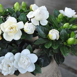 Gardenia 'Crown Jewel' / Gardenia jasminoides Crown Jewel